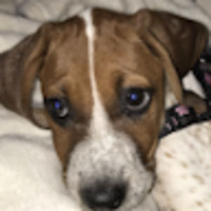 Meet your Posher, Camden